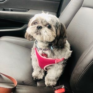 Meet your Posher, Alison